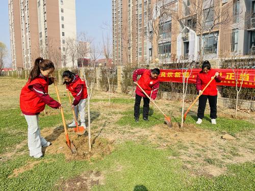 教师志愿者共同栽下一棵棵树苗